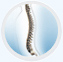 Spine Deformities